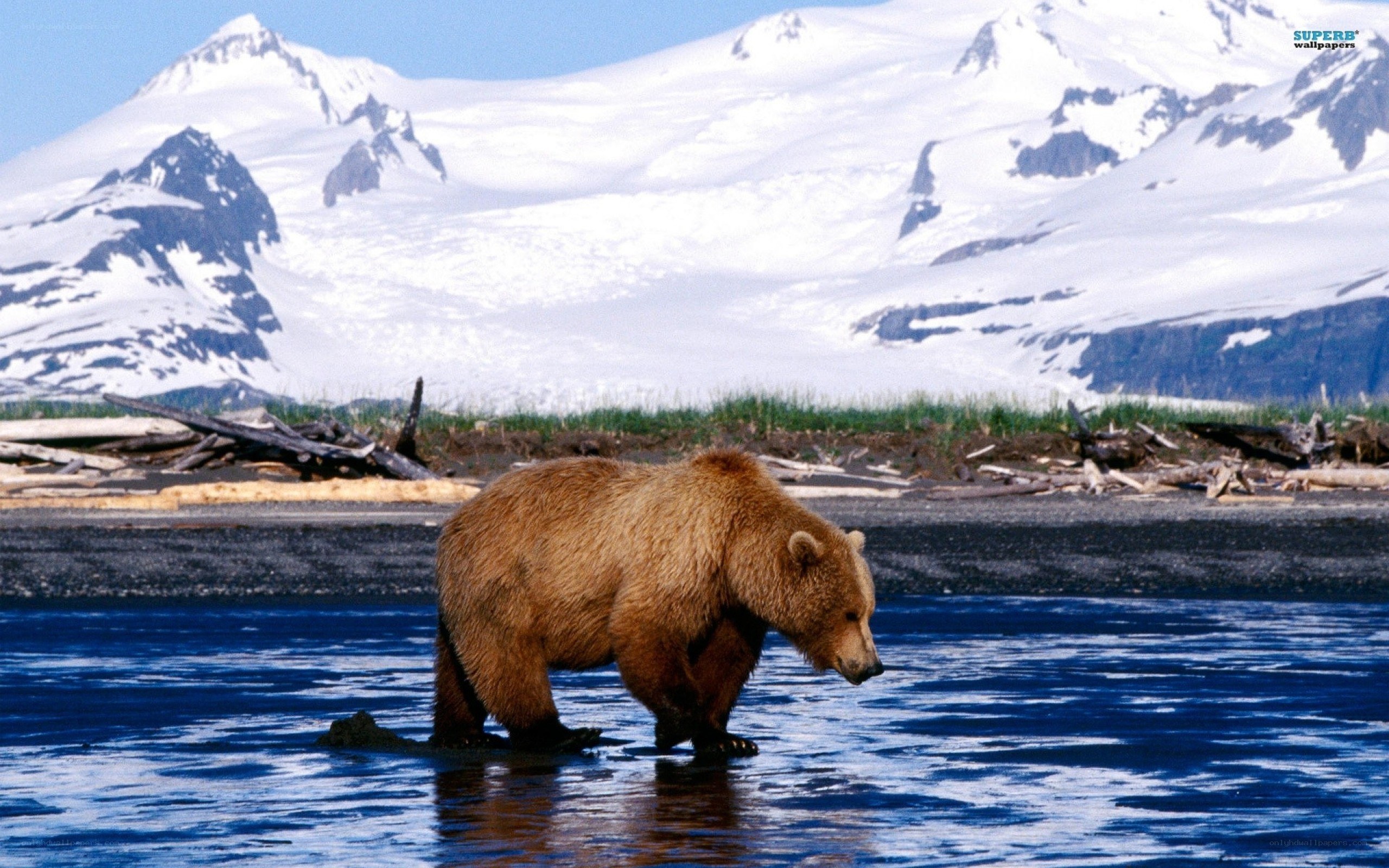 Grizzly bear in a river