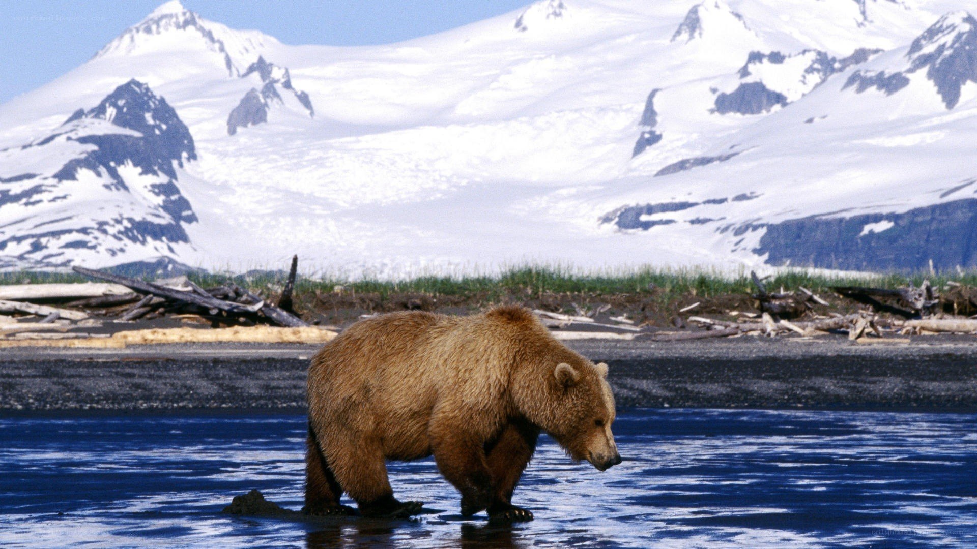 Grizzly bear in a river