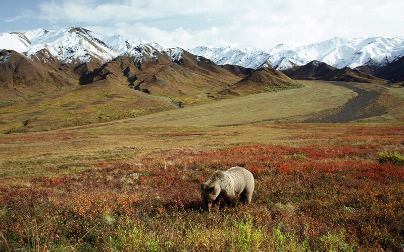 Grizzly bear in alaskan tundra