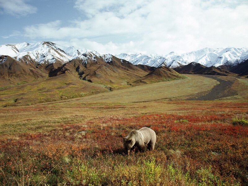 Grizzly bear in alaskan tundra