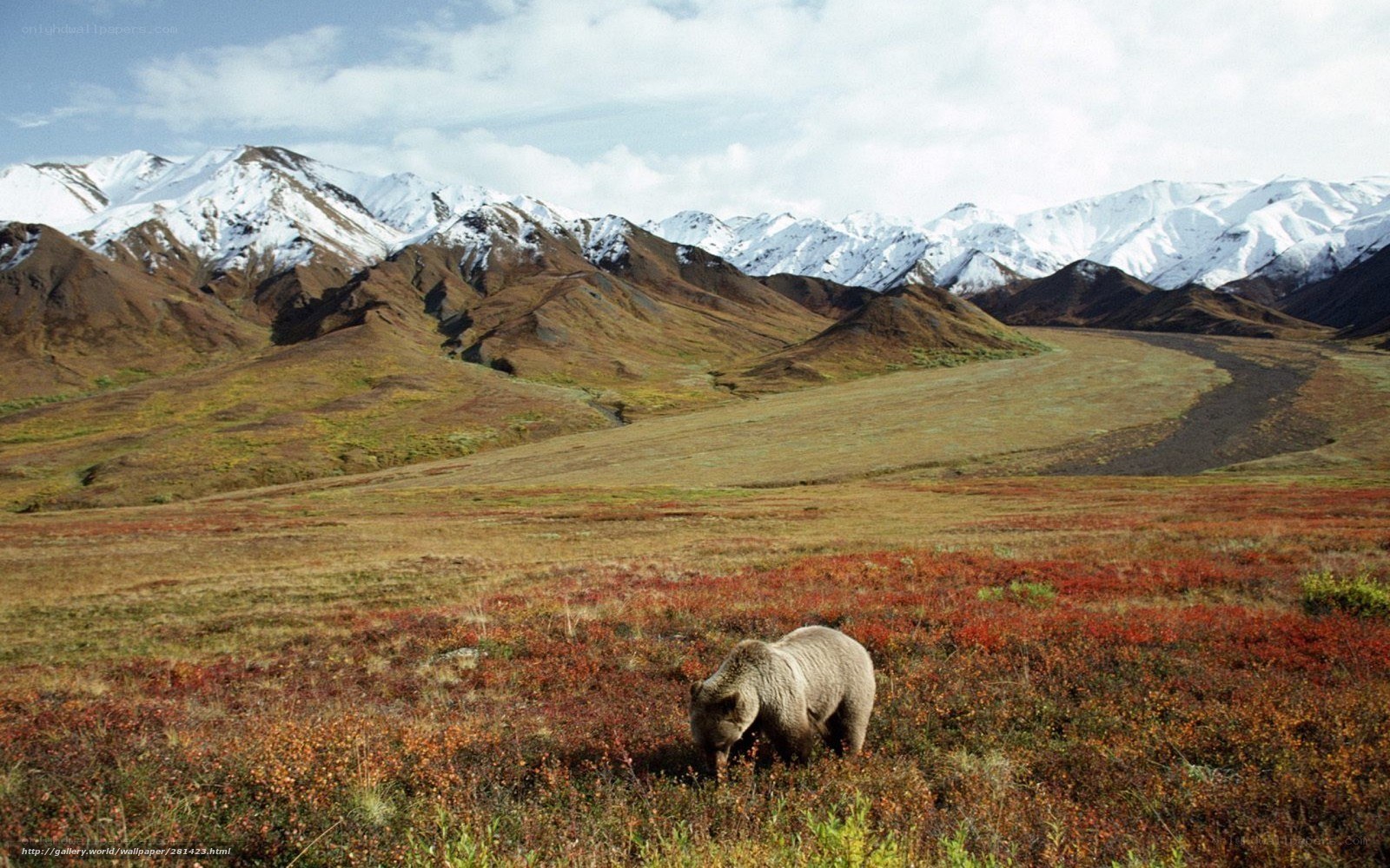 Grizzly bear in alaskan tundra