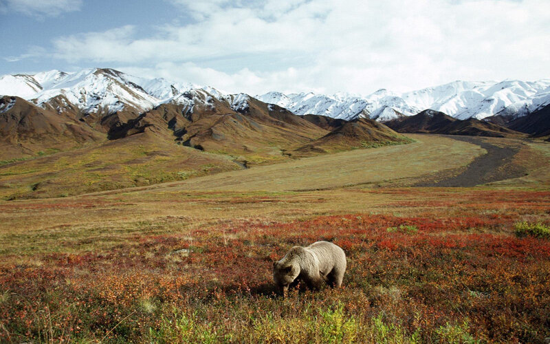 Grizzly bear in autumn tundra