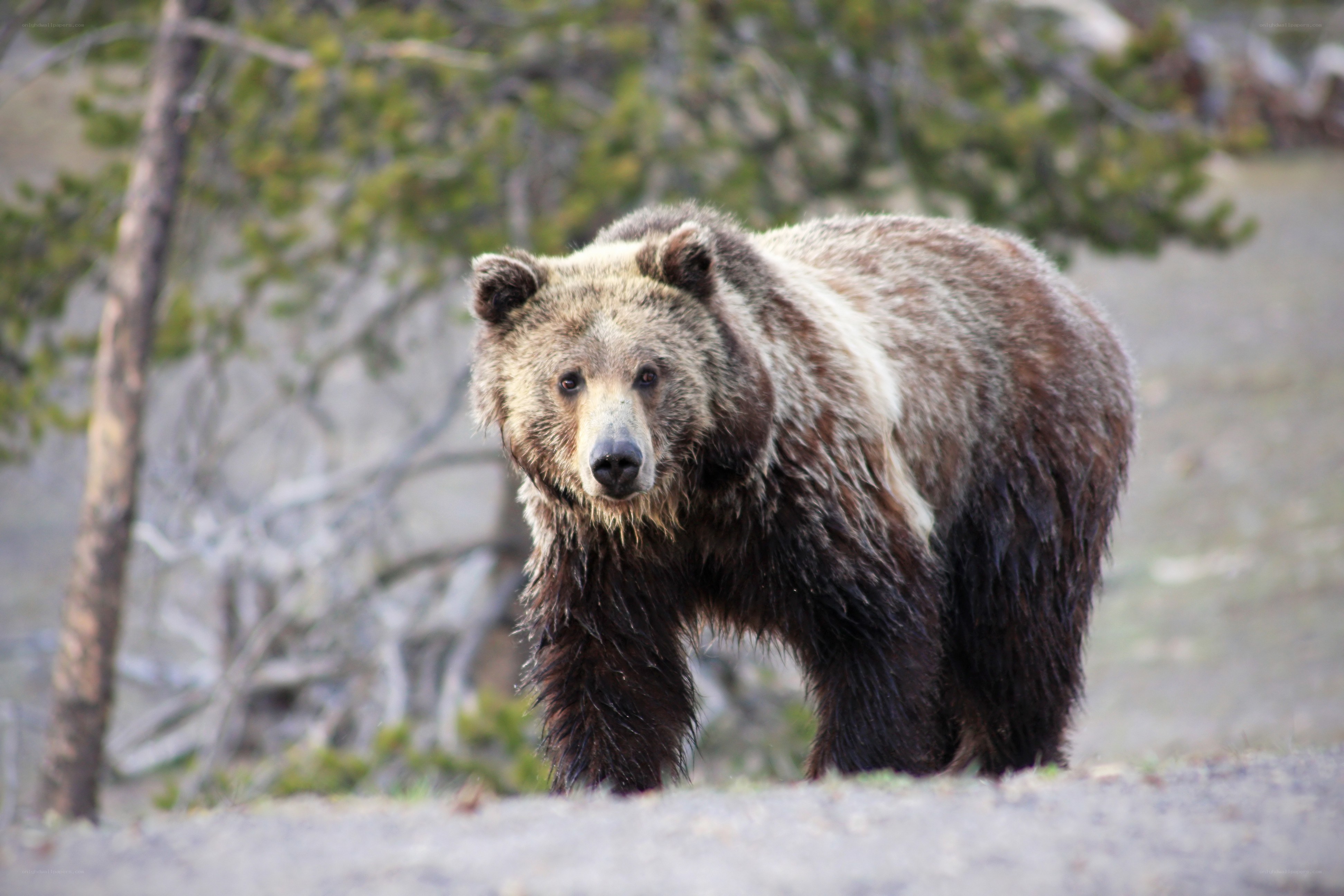 Grizzly bear in forest