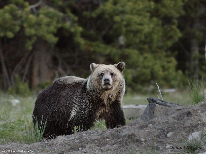 grizzly bear in forest