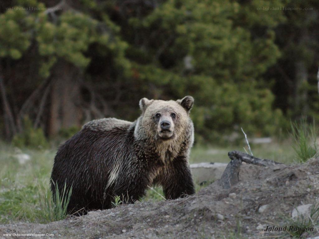 grizzly bear in forest