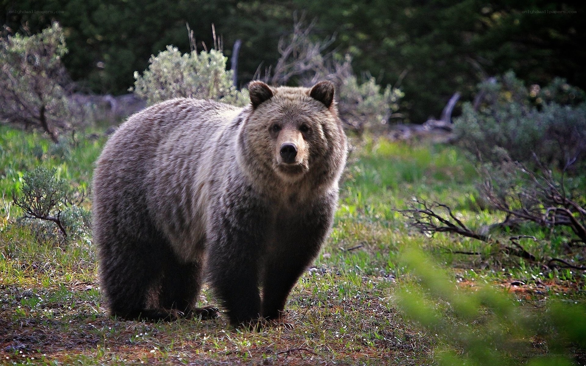 Grizzly bear in forest clearing