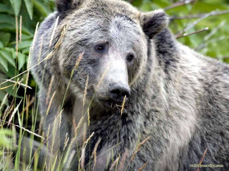Grizzly Bear in Grass