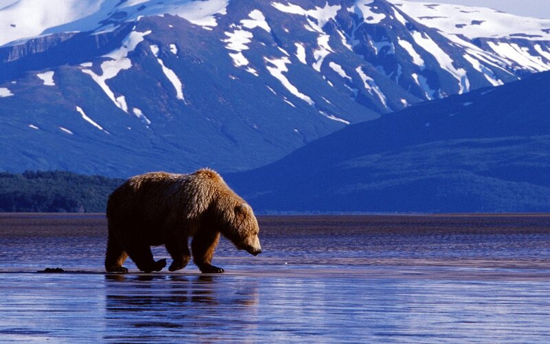 Grizzly bear in mountain landscape