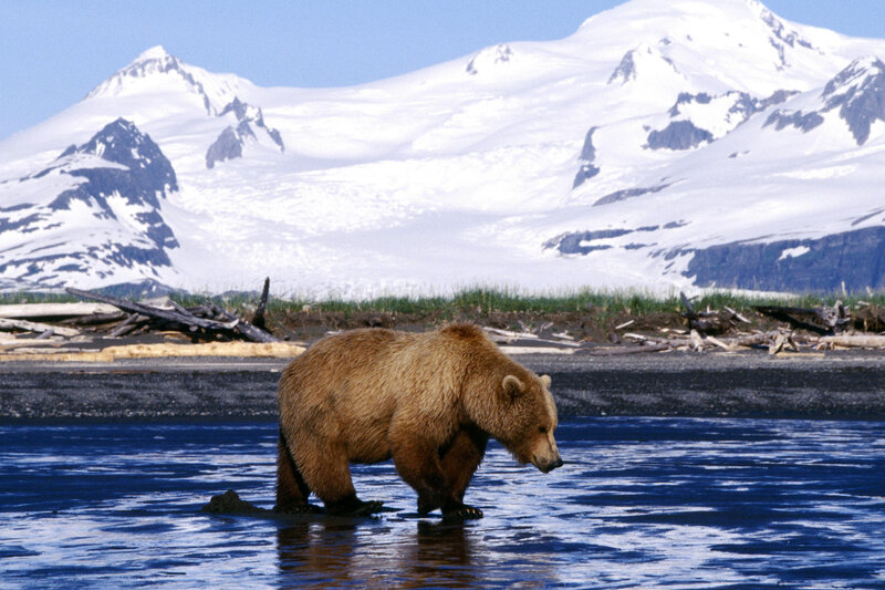 Grizzly bear in river near mountains