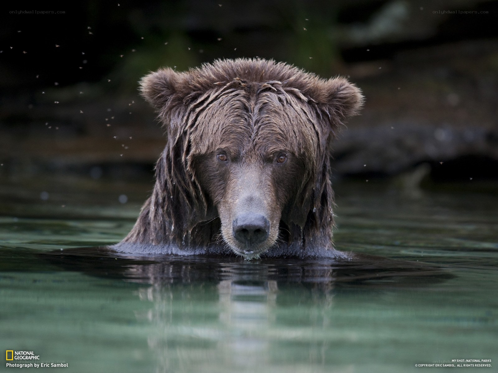 Grizzly bear in river water