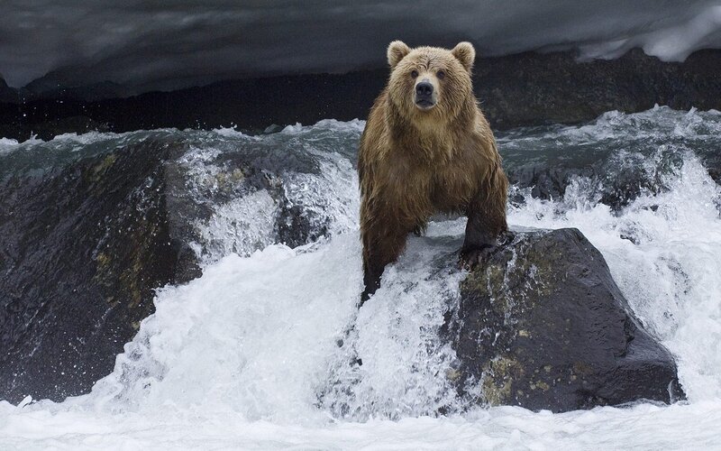 Grizzly bear in rushing river