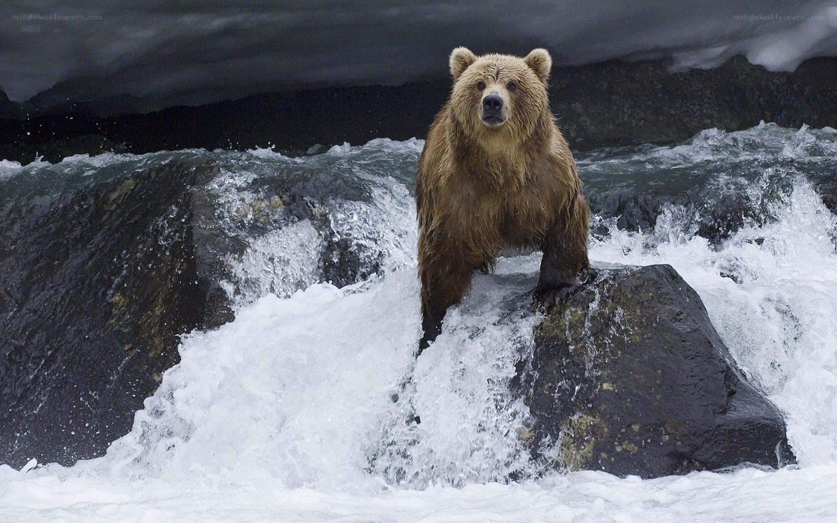 Grizzly bear in rushing river