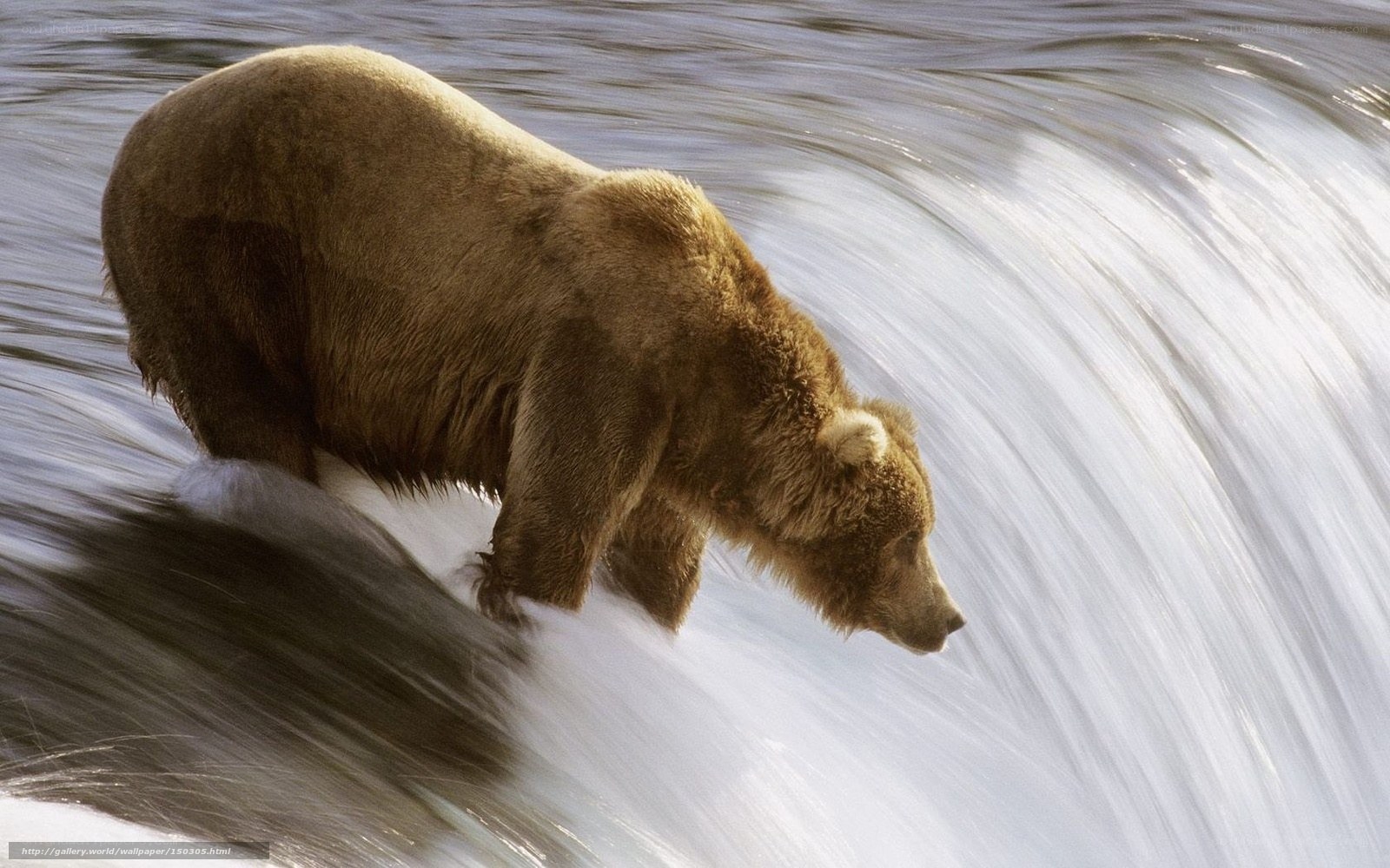 Grizzly bear in rushing water
