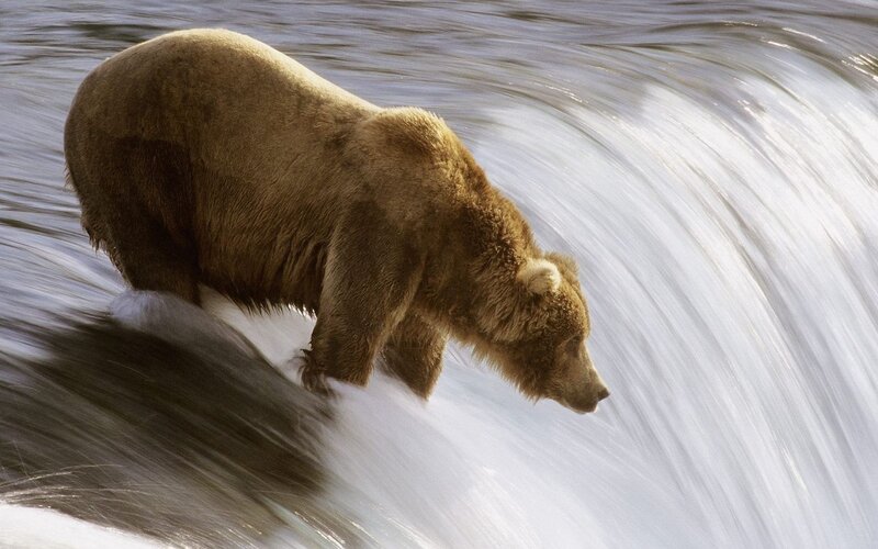 Grizzly bear in rushing water