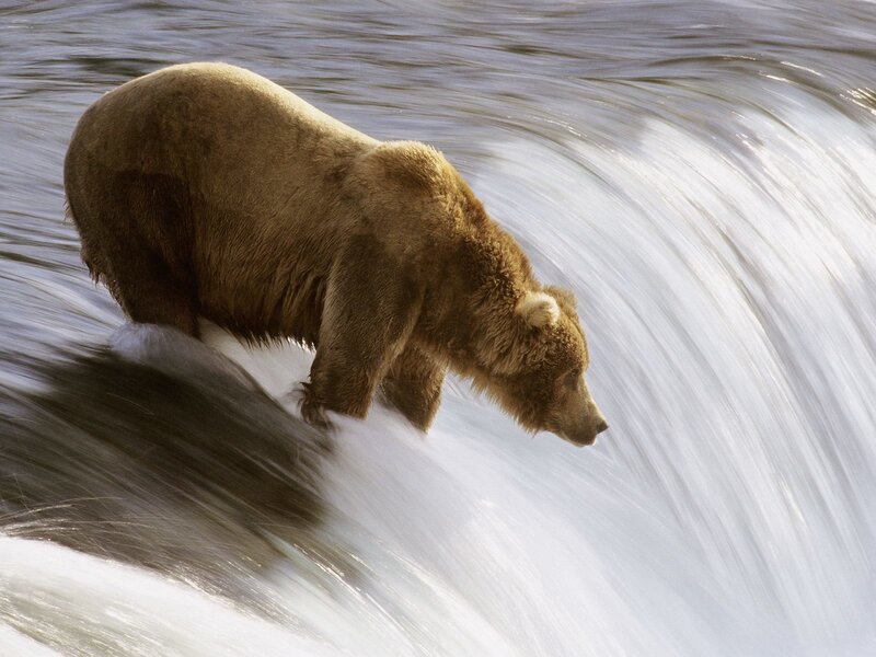 Grizzly bear in rushing water