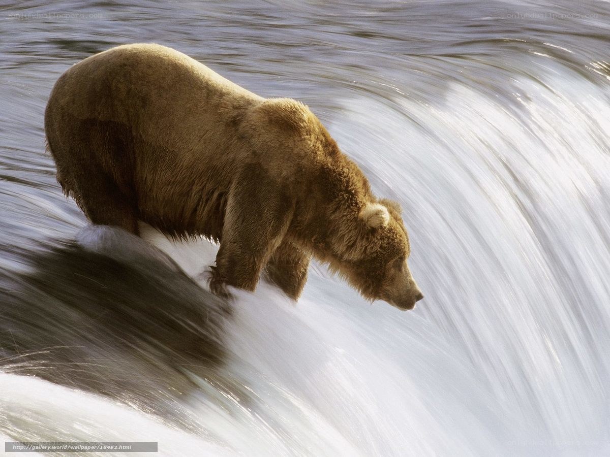 Grizzly bear in rushing water