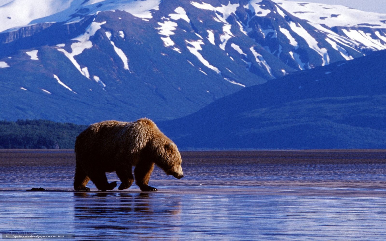 Grizzly bear in shallow water