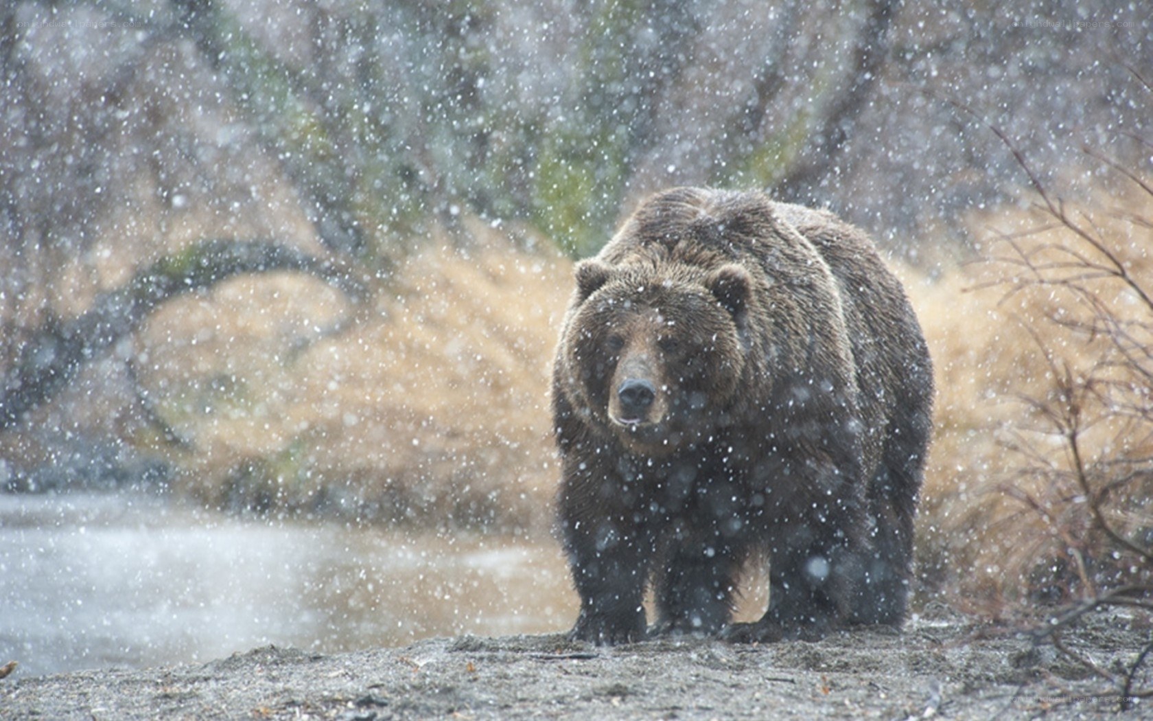Grizzly bear in snowstorm