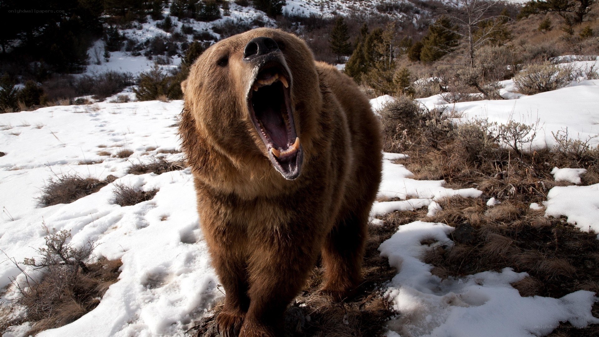 grizzly bear in snowy landscape