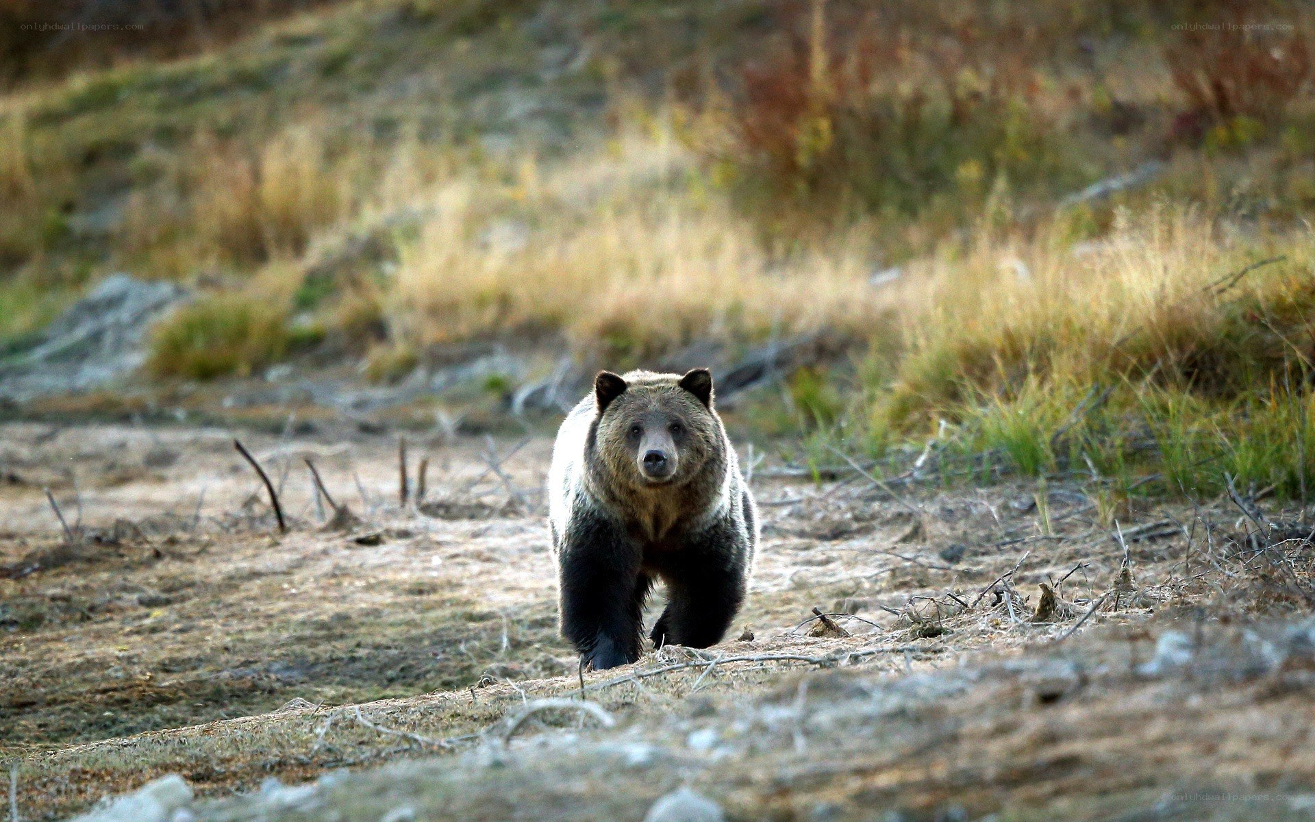 Grizzly bear in the wild