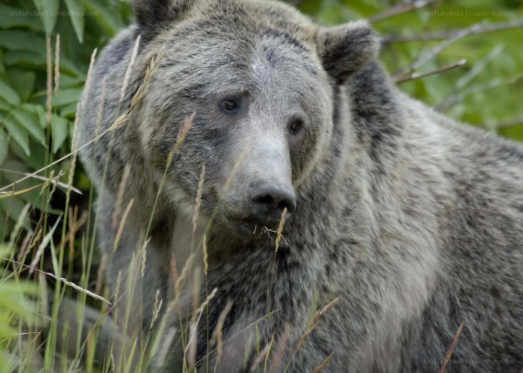 Grizzly bear in the wild