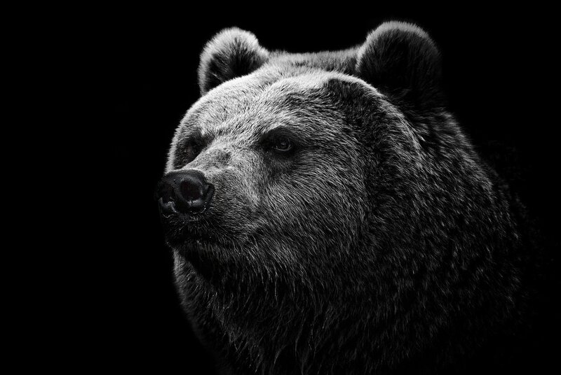 grizzly bear portrait