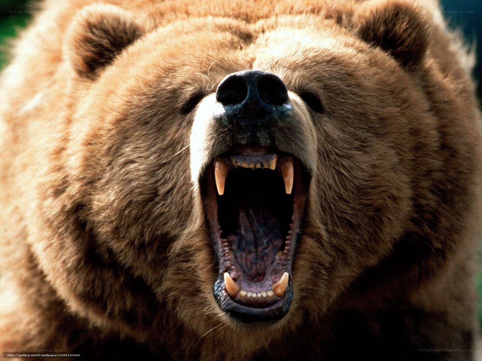 grizzly bear roaring