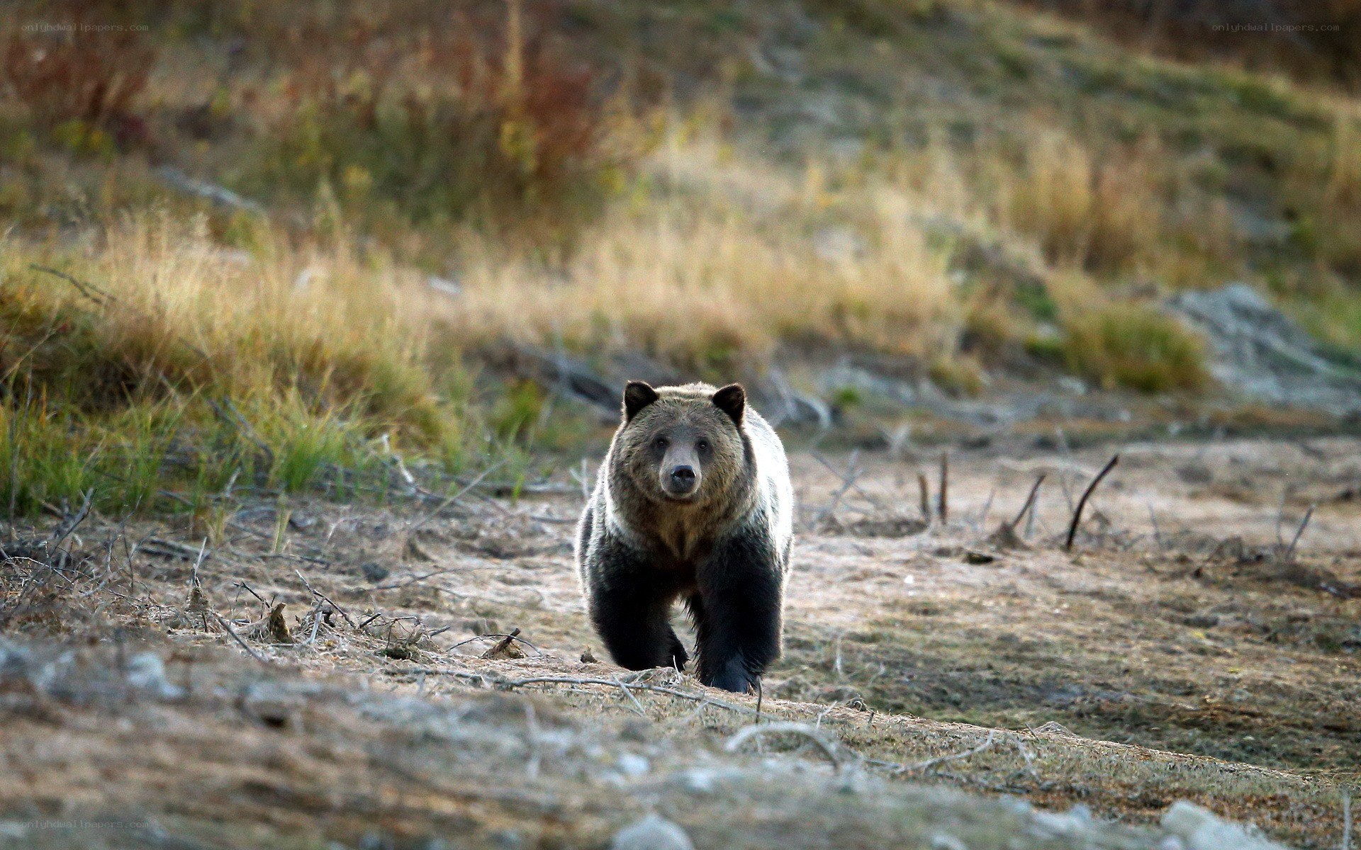 Grizzly bear walking in the wild