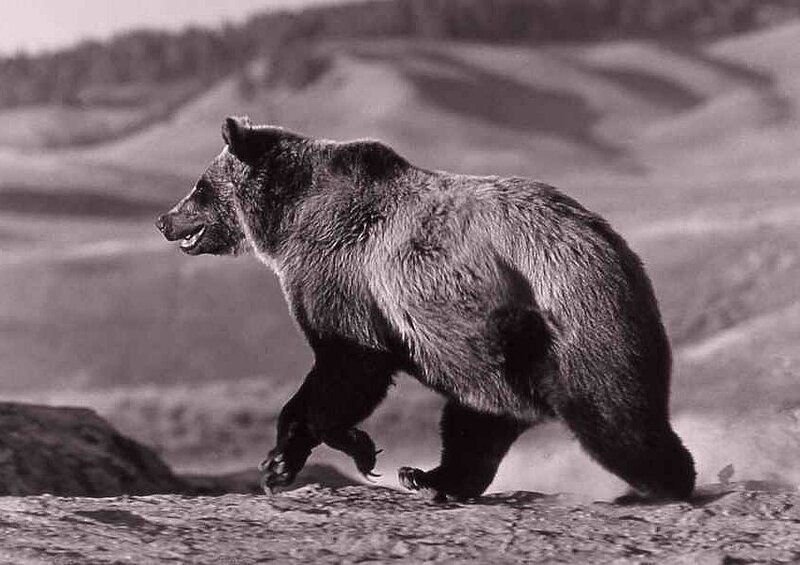 Grizzly Bear Walking