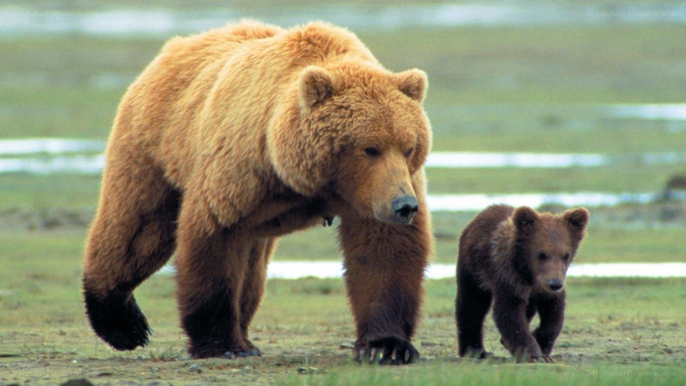 Grizzly bear with cub