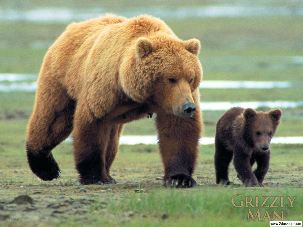 Grizzly bear with cub
