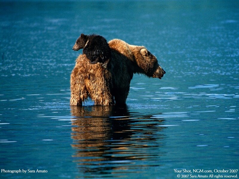 Grizzly Bear with Cub — Blue