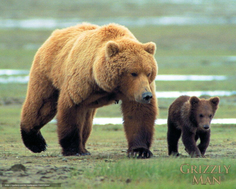 Grizzly bear with cub