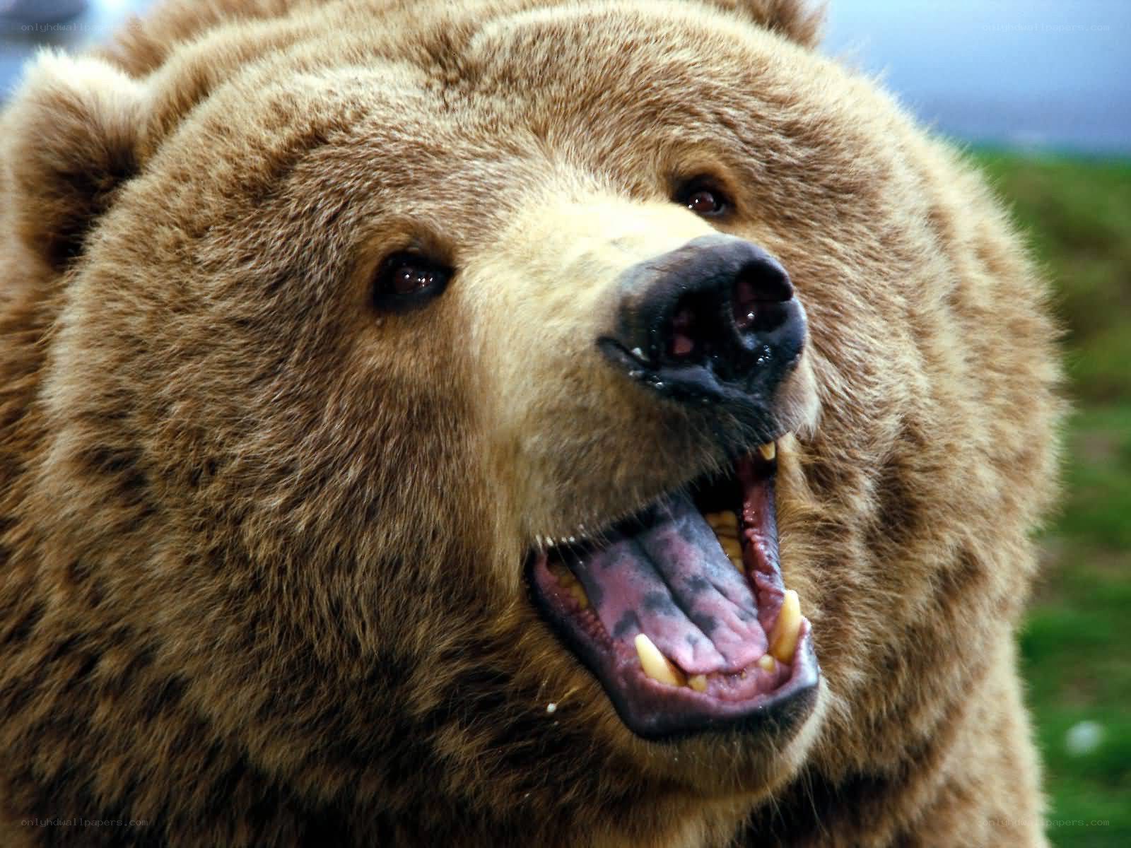grizzly bear with open mouth