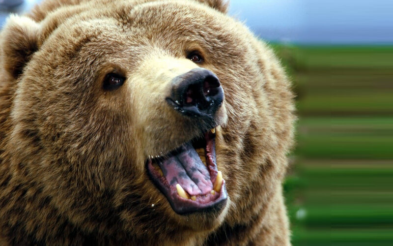 grizzly bear with open mouth