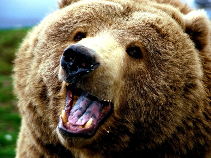 grizzly bear with open mouth