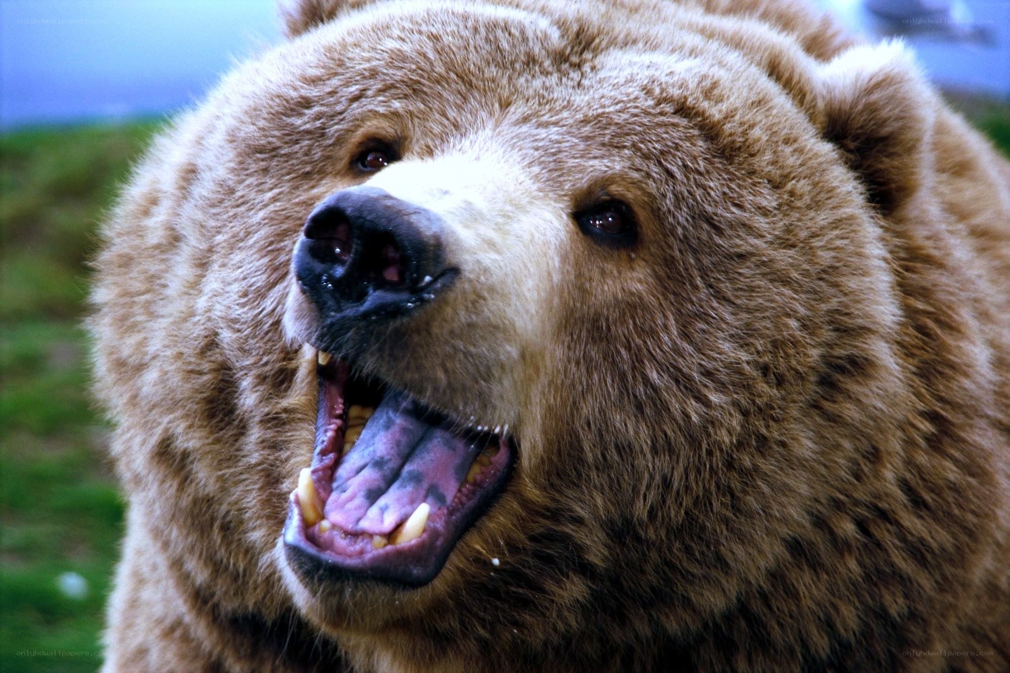 grizzly bear with open mouth