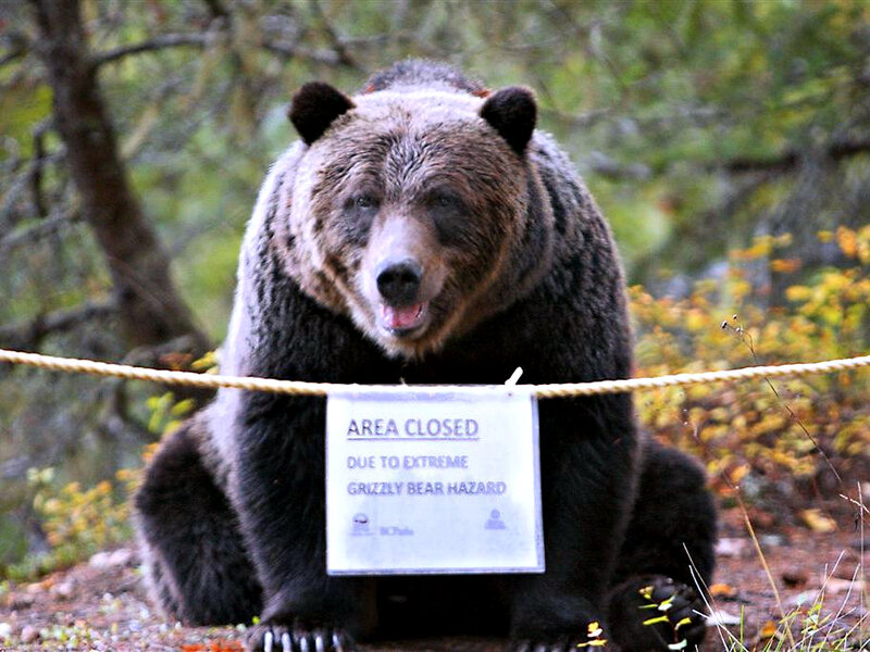 Grizzly Bear with Sign