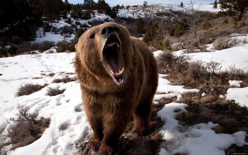 Grizzly Bear Yawning