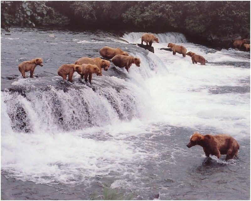 Grizzly Bears at Waterfall