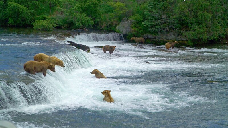 Grizzly Bears in River