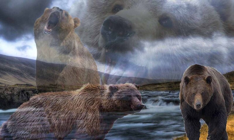 Grizzly Bears in Wilderness