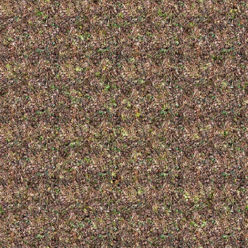 ground covered in fallen leaves