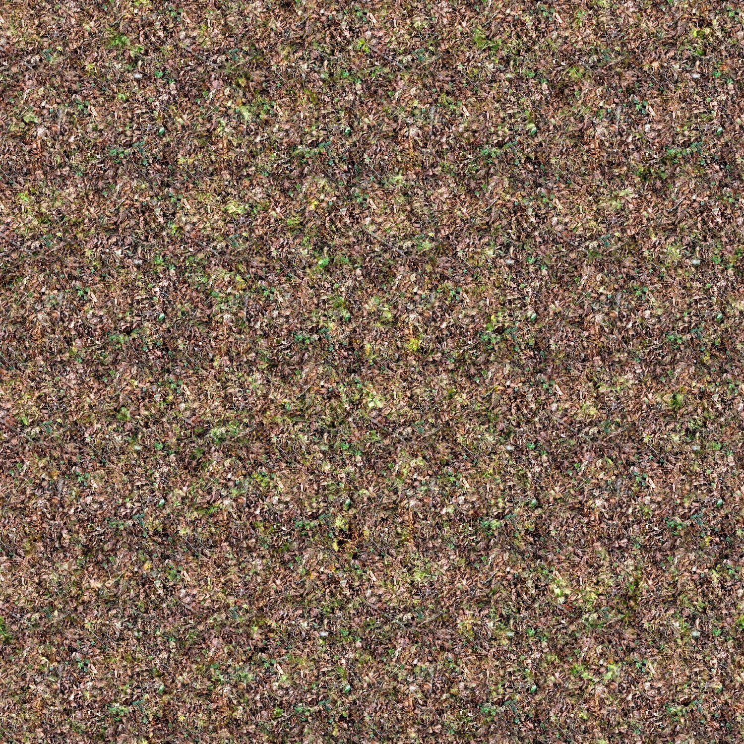 ground covered in fallen leaves