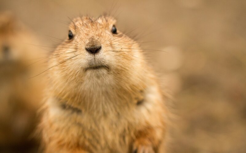 Ground Squirrel Close-up