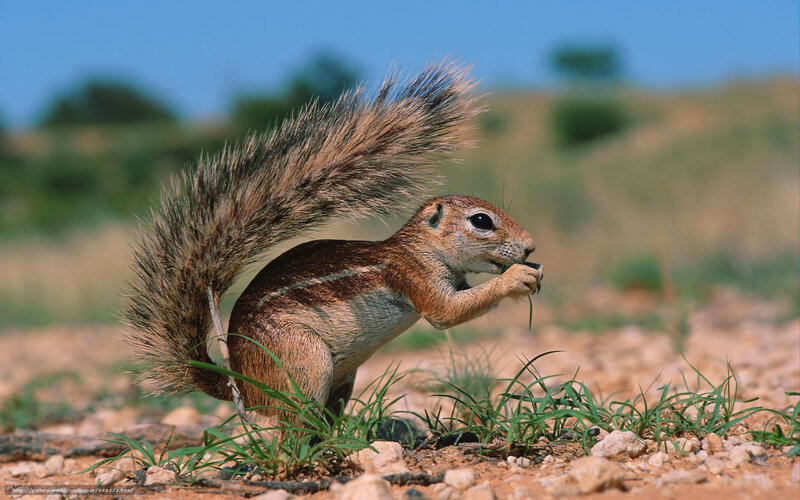 Ground Squirrel Eating — Brown, Calm