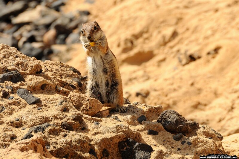 Ground Squirrel Eating — Brown, Natural