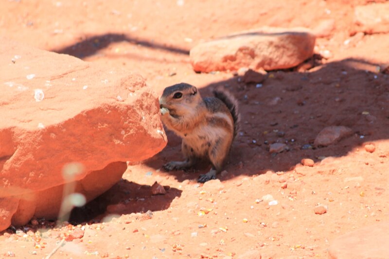 Ground Squirrel Eating