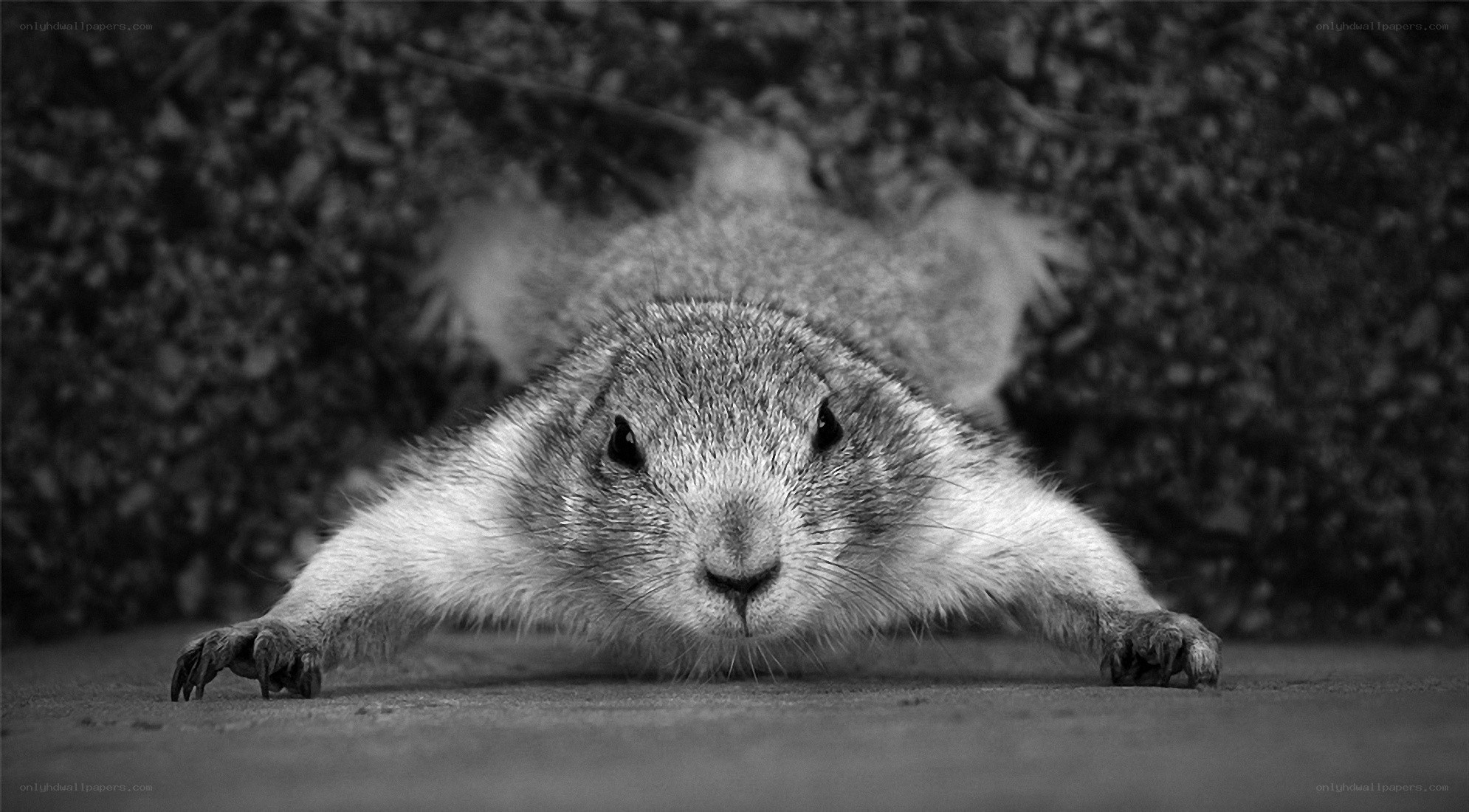 ground squirrel in black and white