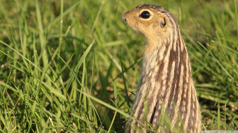 Ground Squirrel in Grass — Green, Calm, Afternoon